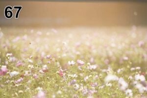 Akoestisch fotopaneel -dun 100x50x2-4cm - ook met een unieke foto -67