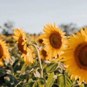 Akoestisch fotopaneel -dun 100x50x2-4cm - ook met een unieke foto -93
