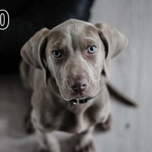 Akoestisch fotopaneel -dun 100x50x2-4cm - ook met een unieke foto -100