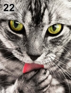 Akoestisch fotopaneel -dun 100x50x2-4cm - ook met een unieke foto -22