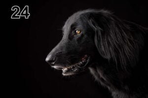 Akoestisch fotopaneel -dun 100x50x2-4cm - ook met een unieke foto -24